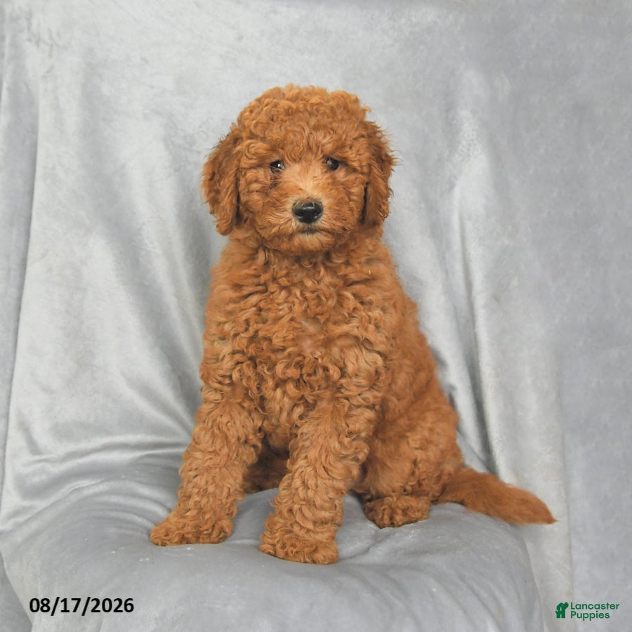 Mini Goldendoodle dogs Precious - Ad 1