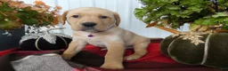 Labrador Retriever dogs for sale: Labrador Retriever 4 Sasha - Ad 3