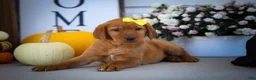Labrador Retriever dogs for sale: NELLY - Ad 14