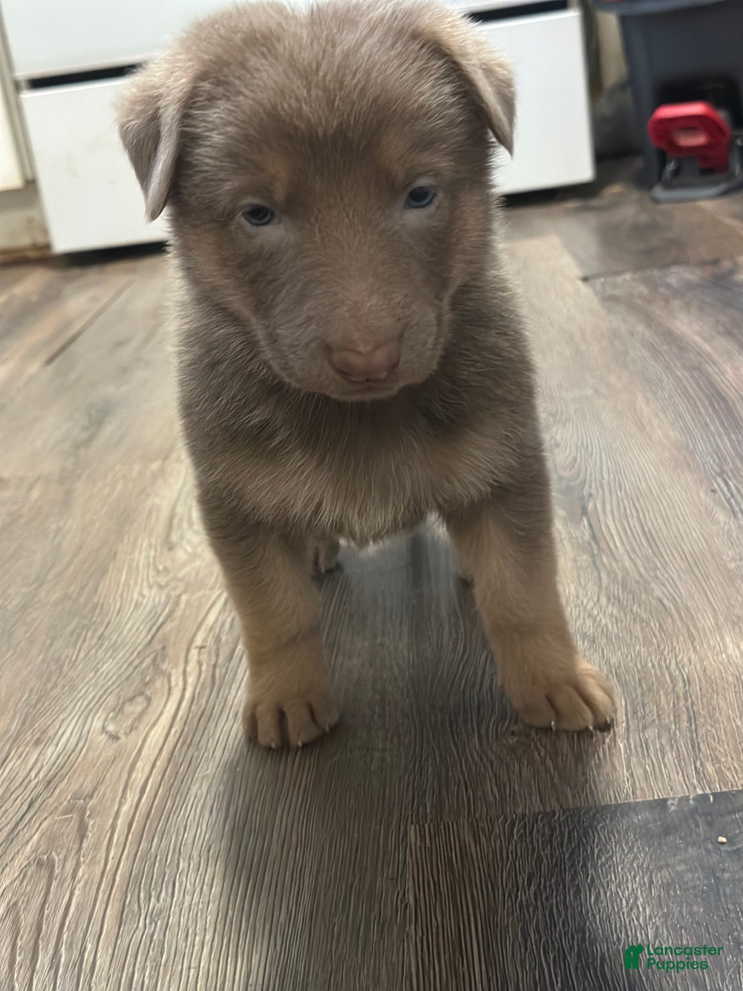 German Shepherd dogs for sale: German Shepherd Puppy 5 - Ad 2