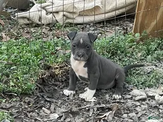 American Pit Bull Terrier dogs Aphrodite - Ad 29