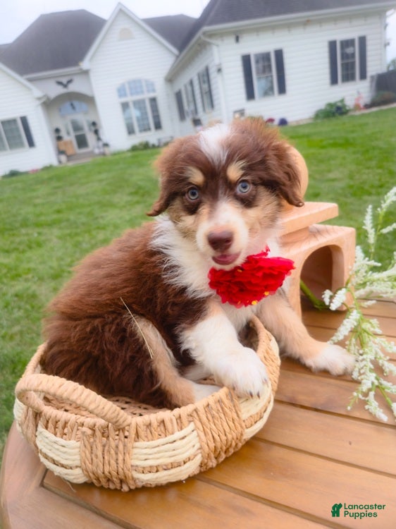 Aussiedoodle dogs Musk Melon - Ad 2