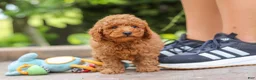 Miniature Poodle dogs for sale: Karter - Ad 6