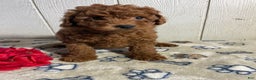 Mini Goldendoodle dogs for sale: Merv - Ad 4