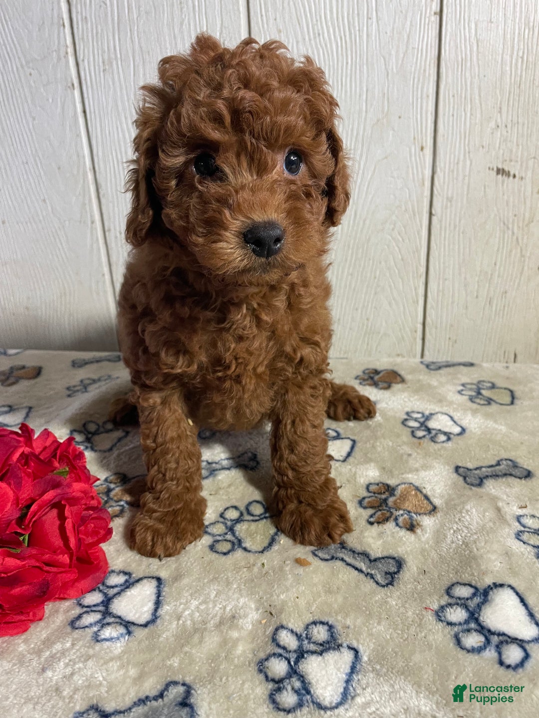 Mini Goldendoodle dogs for sale: Merv - Ad 4
