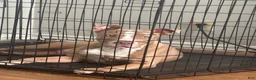 American Bully dogs for sale: American Bully Puppy 1 - Ad 2