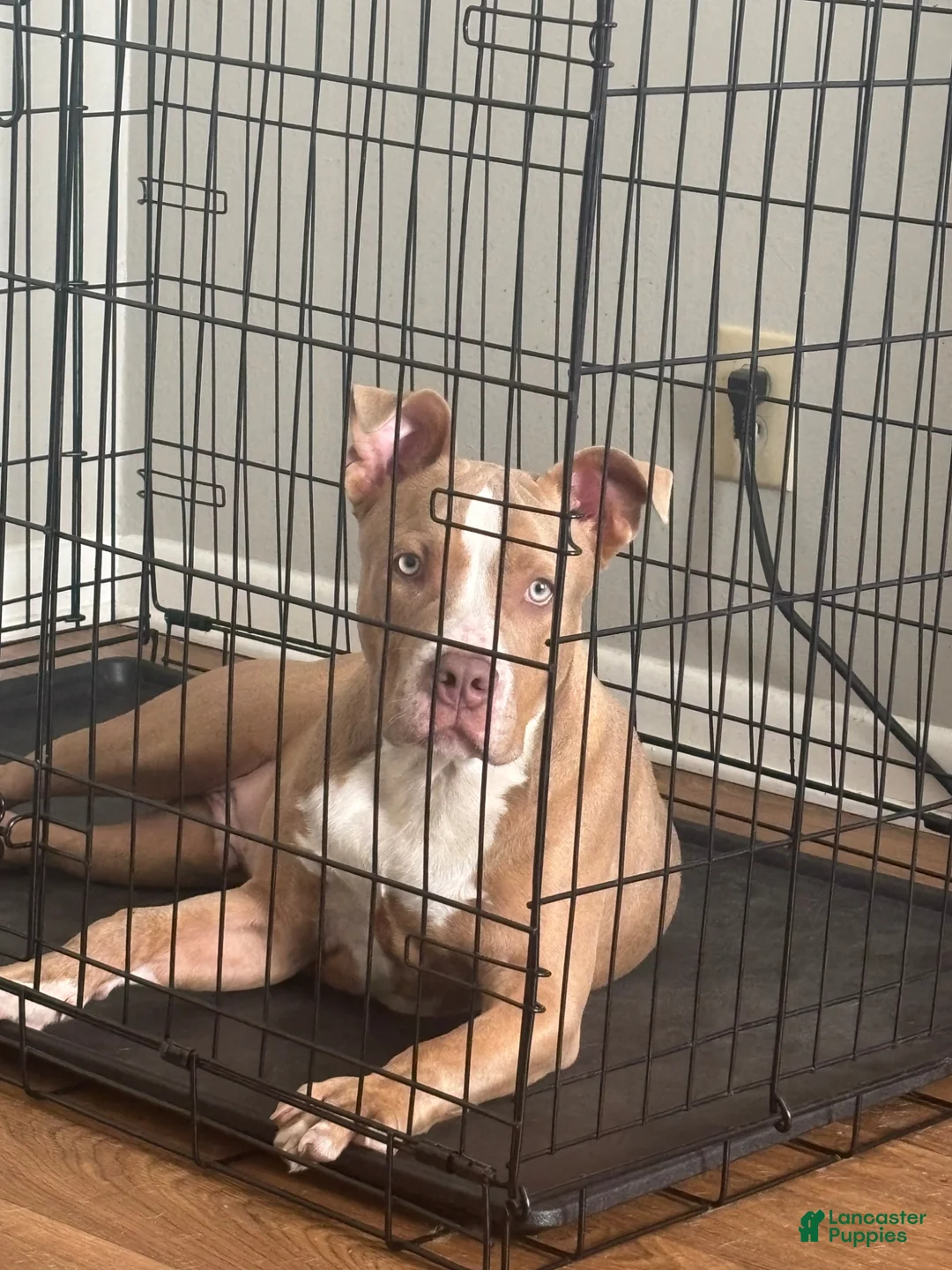 American Bully dogs for sale: American Bully Puppy 1 - Ad 2