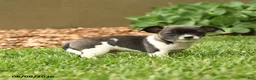 Chihuahua dogs for sale: Judge - Ad 3