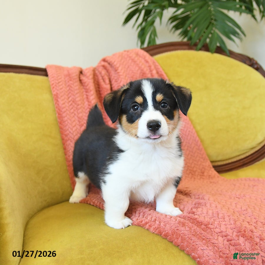 Welsh Corgi Pembroke dogs Pepper - Ad 1