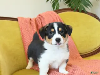 Welsh Corgi Pembroke dogs Pepper - Ad 1