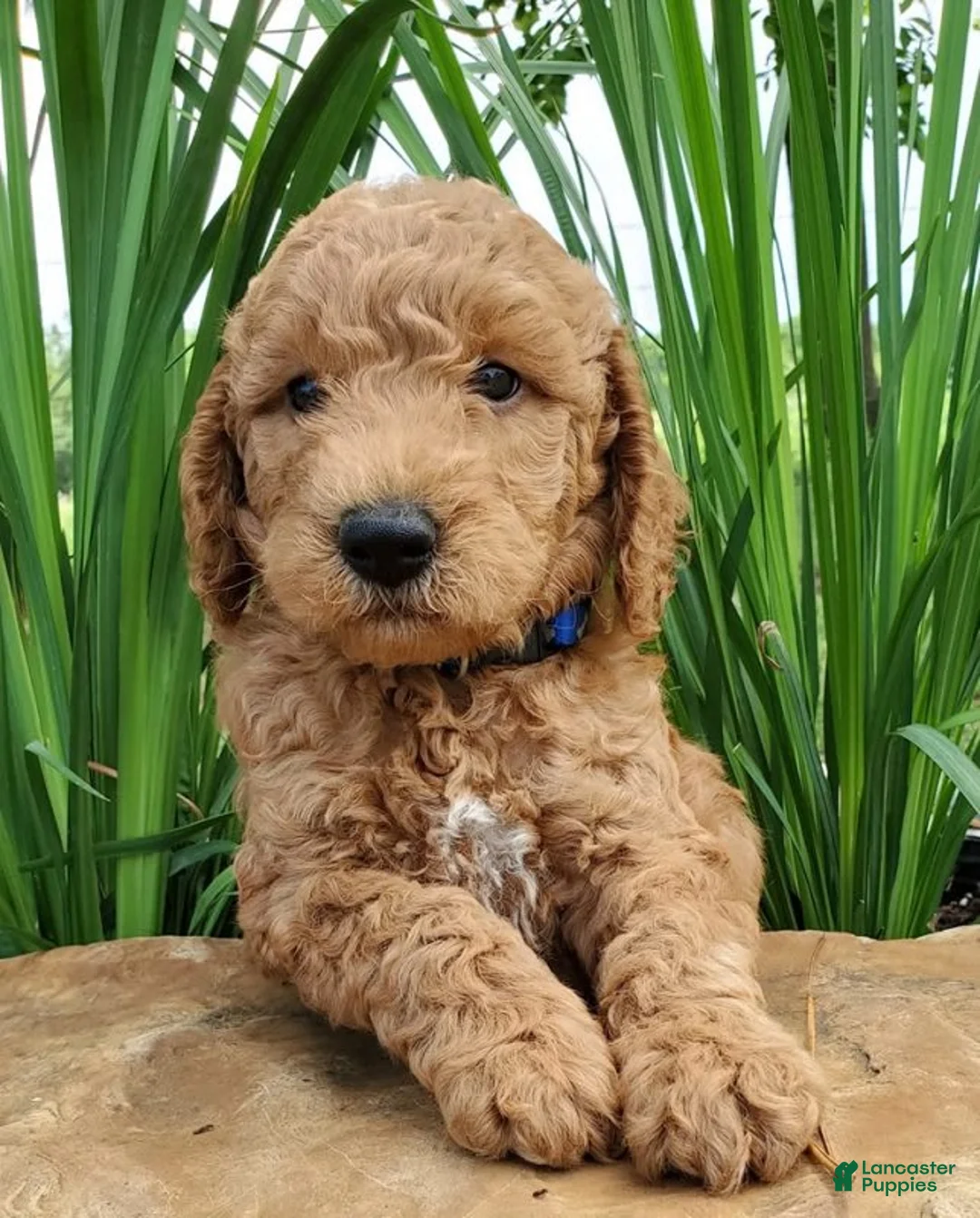 Gallery Image {{count}}