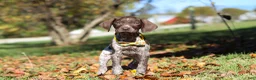 German Shorthaired Pointer dogs for sale: Annie - Ad 3