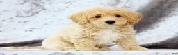 Bichpoo dogs for sale: Elsa - Ad 2