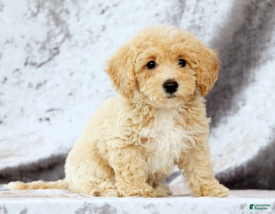 Bichpoo dogs for sale: Elsa - Ad 2