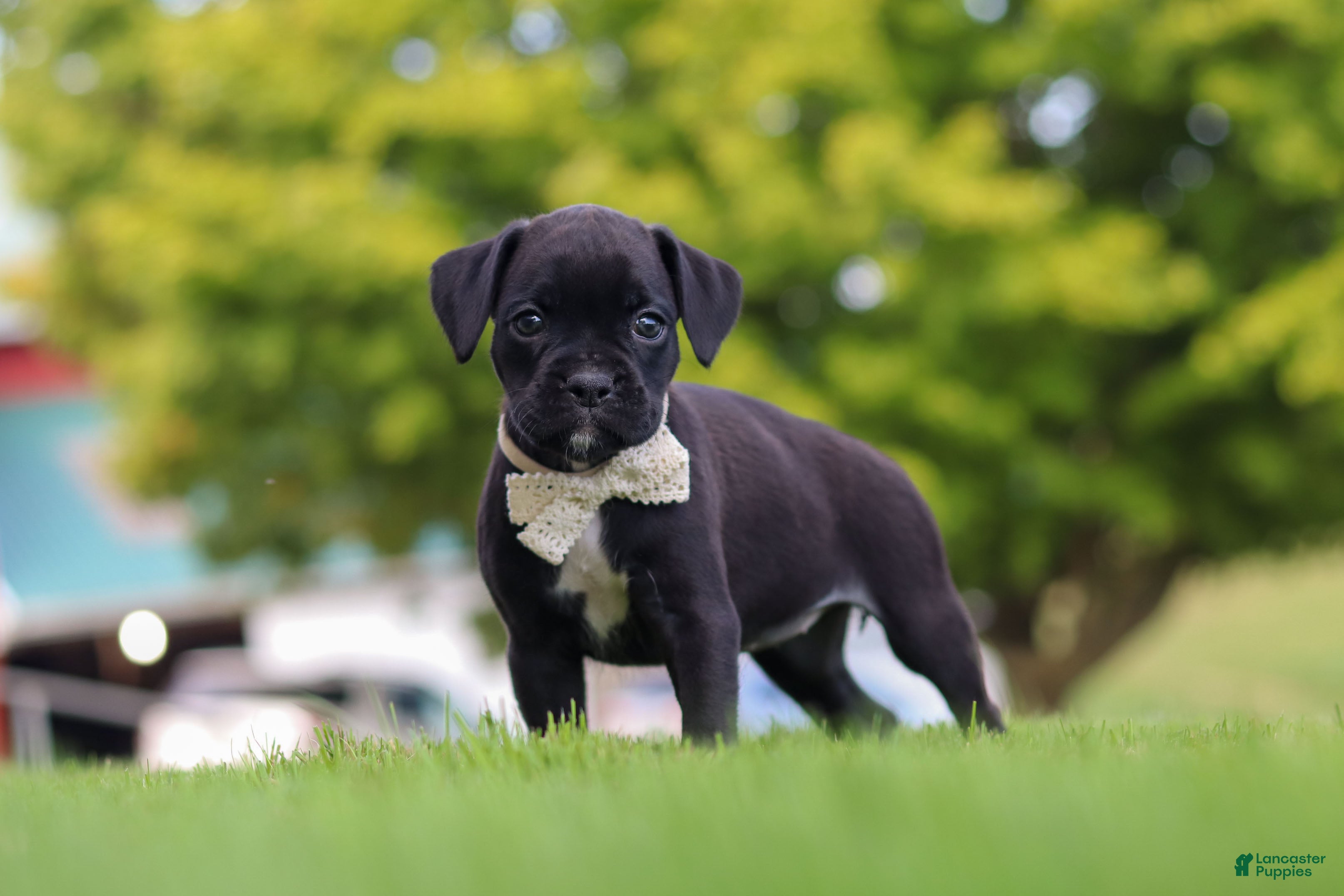 Boxer dogs Lainey - Ad 1