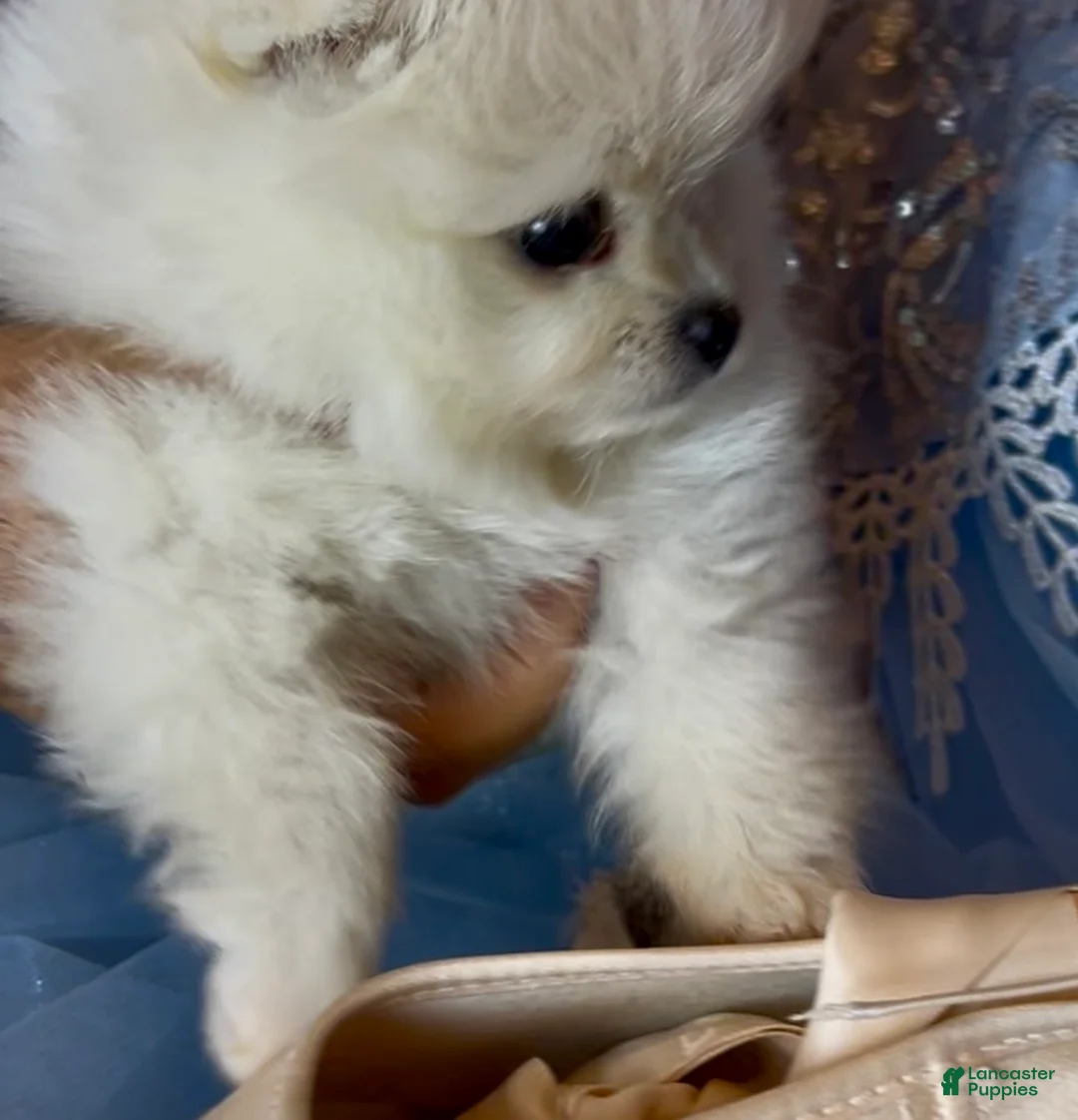 Pomeranian dogs for sale: Blossom - Ad 2