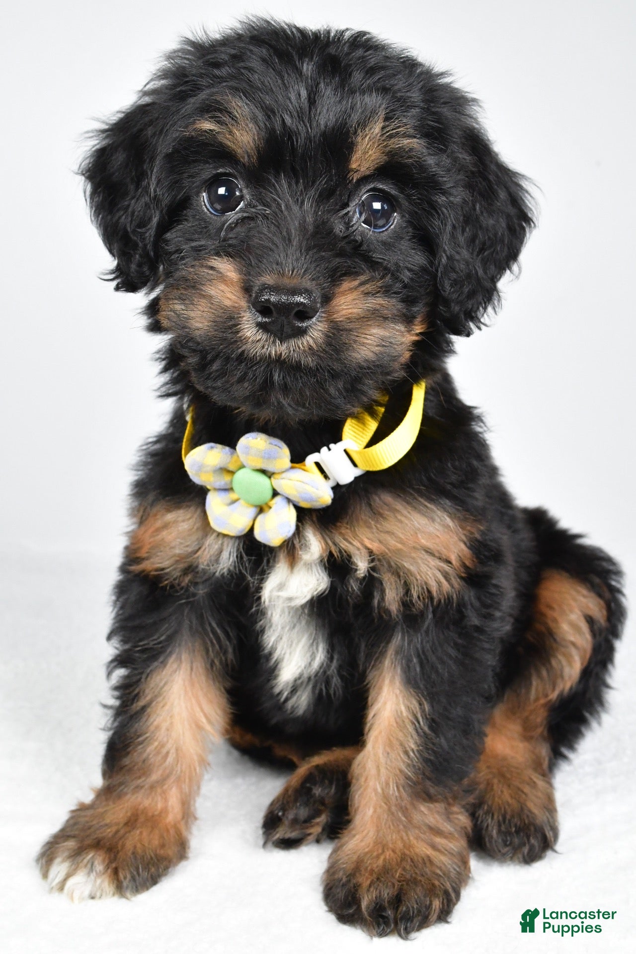 Mixed Breed dogs Tally - Ad 1