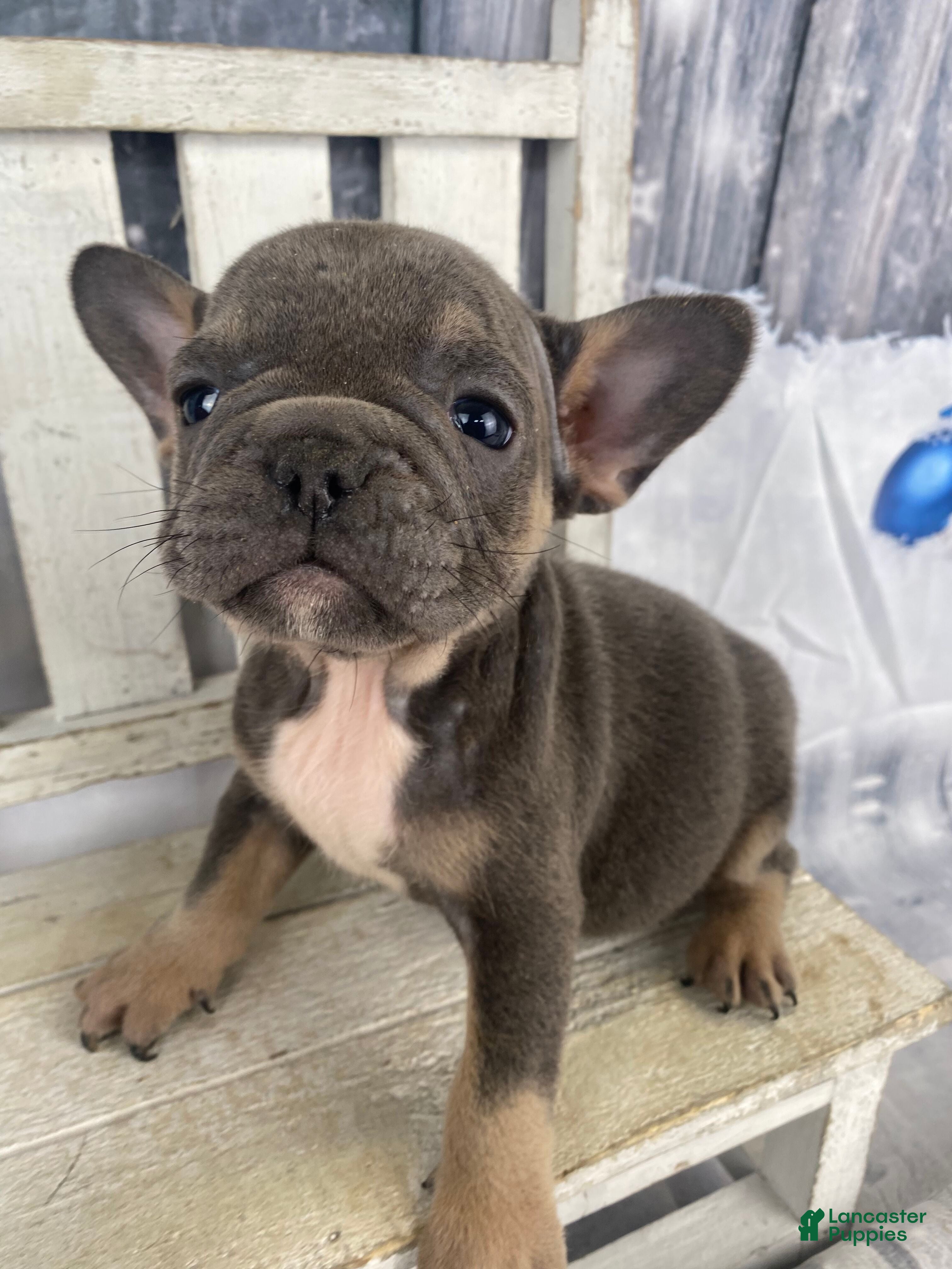 French Bulldog dogs Paisley - Ad 5