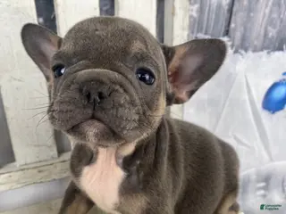 French Bulldog dogs Paisley - Ad 37