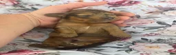 Miniature Dachshund dogs for sale: Pearl - Ad 13
