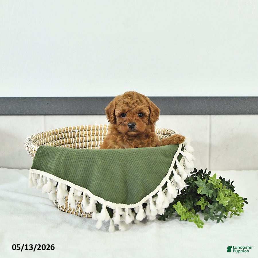 Toy Poodle dogs Rylan - Ad 1