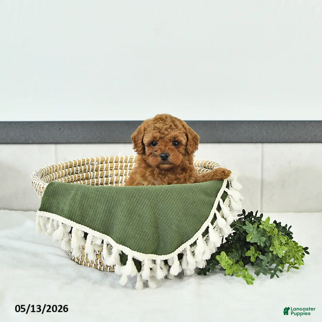Toy Poodle dogs for sale: Rylan - Ad 1