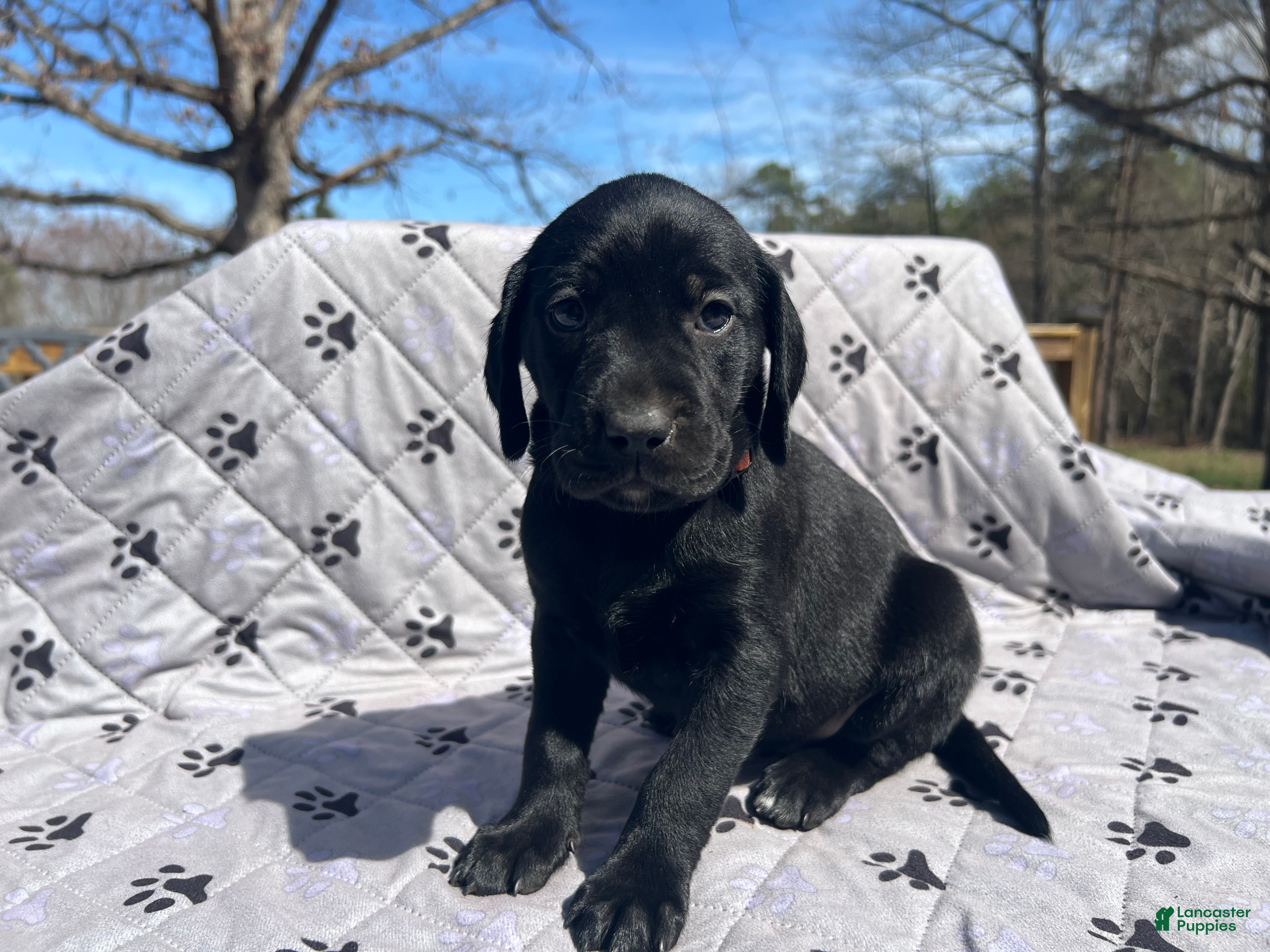 Mixed Breed dogs Mixed Breed Puppy 8 - Ad 2