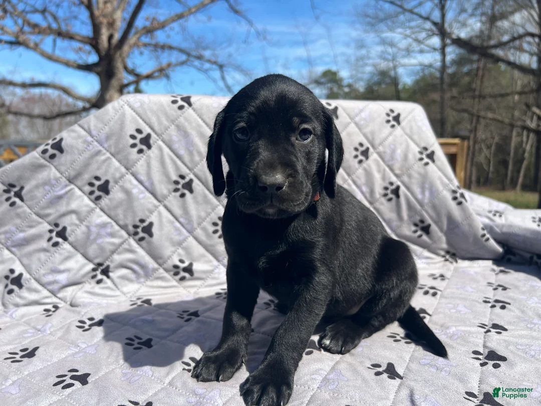 Mixed Breed dogs for sale: Mixed Breed Puppy 8 - Ad 2