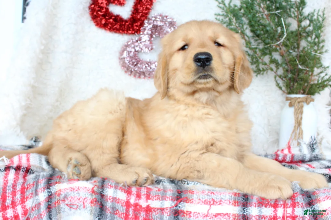 Golden Retriever dogs for sale: Tucker - Ad 5