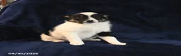 Mixed Breed dogs for sale: Spike - Ad 2
