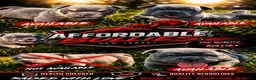 American Bully dogs for sale: American Bully 5 - Ad 7