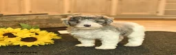 Toy Poodle dogs for sale: Scout  - Ad 3