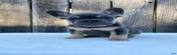 French Bulldog dogs for sale: Dexter - Ad 5