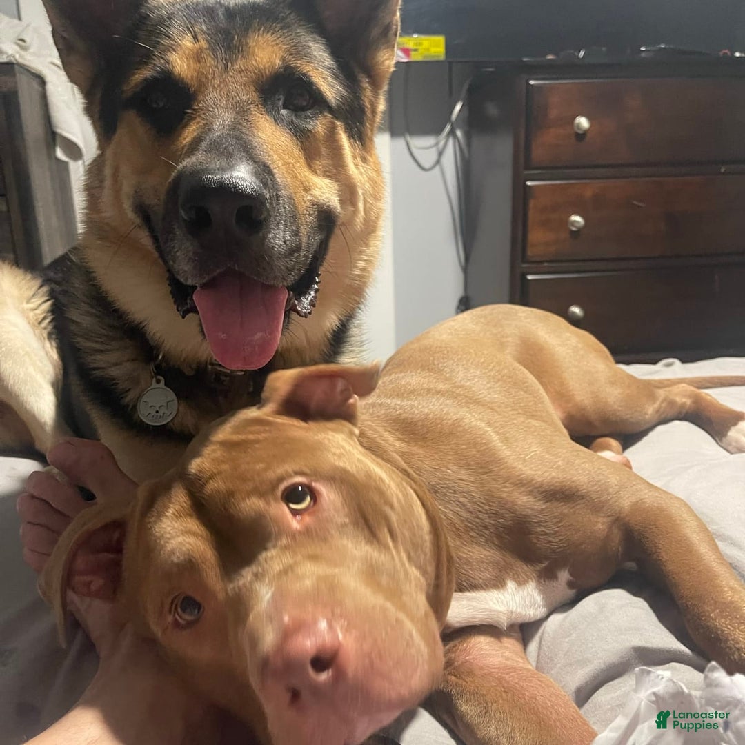 Gallery Image {{count}}