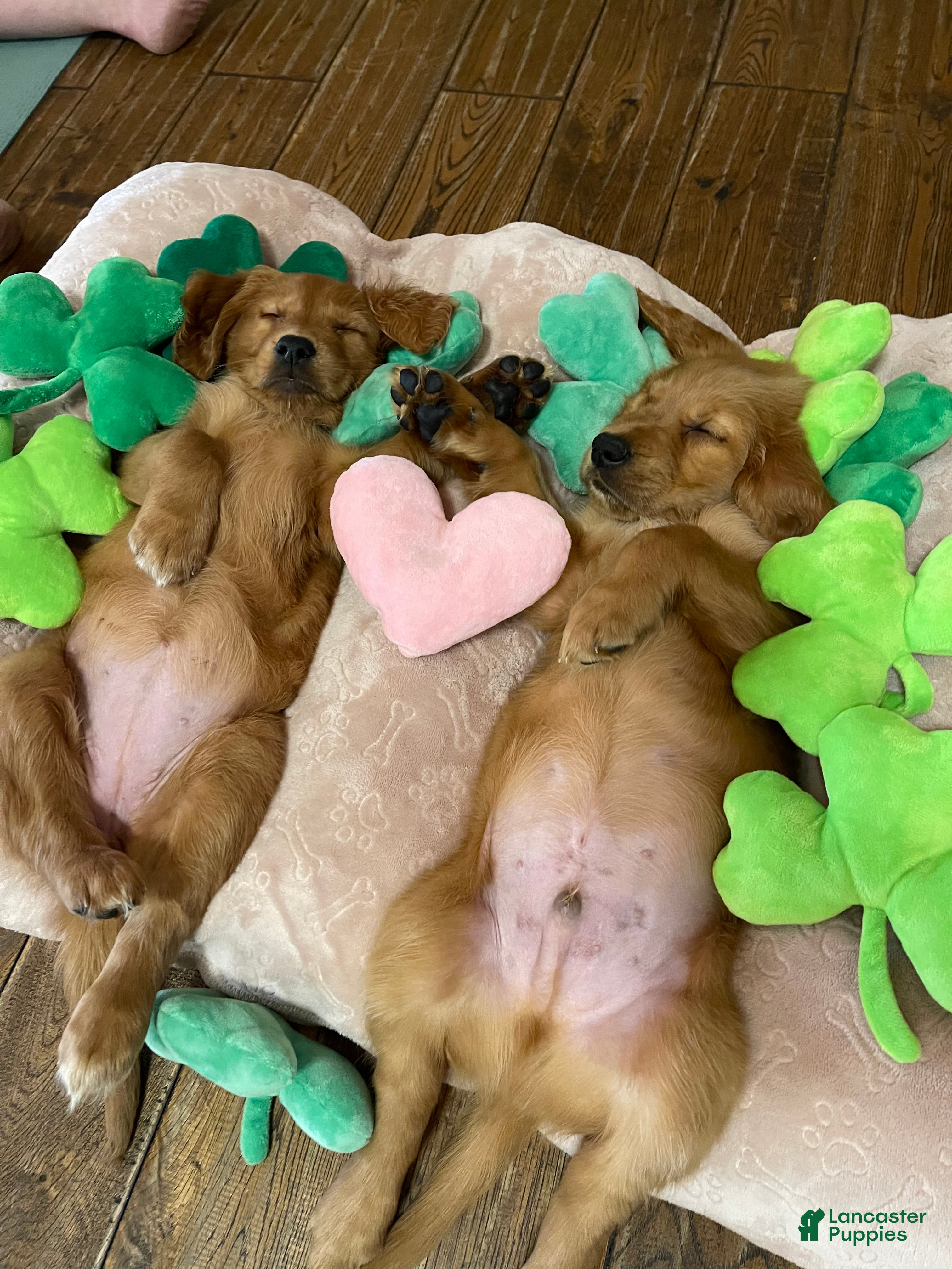 Golden Retriever dogs Golden Retriever Puppy 1 - Ad 28