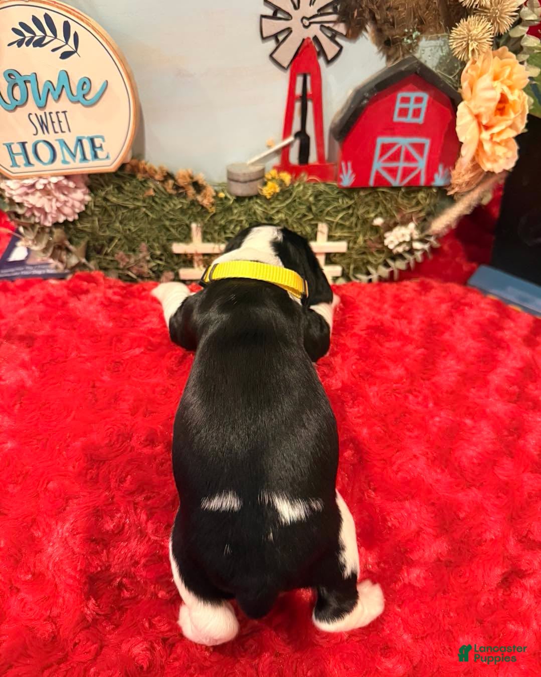 English Springer Spaniel dogs for sale: Yellow collar - Ad 1