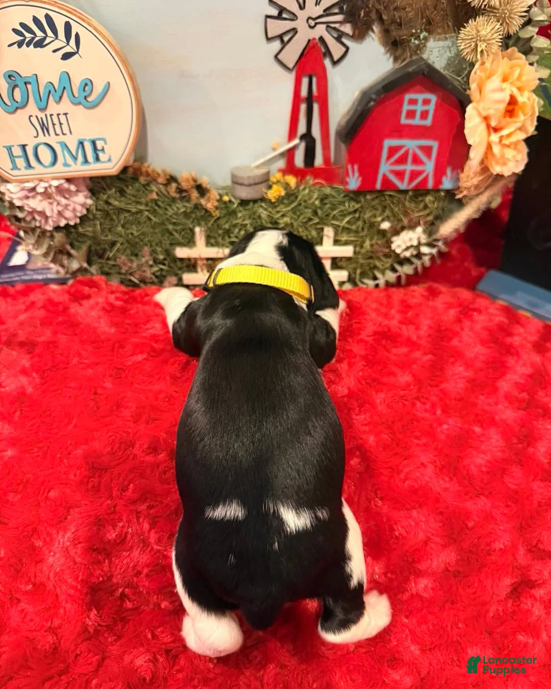 English Springer Spaniel dogs for sale: Yellow collar - Ad 1