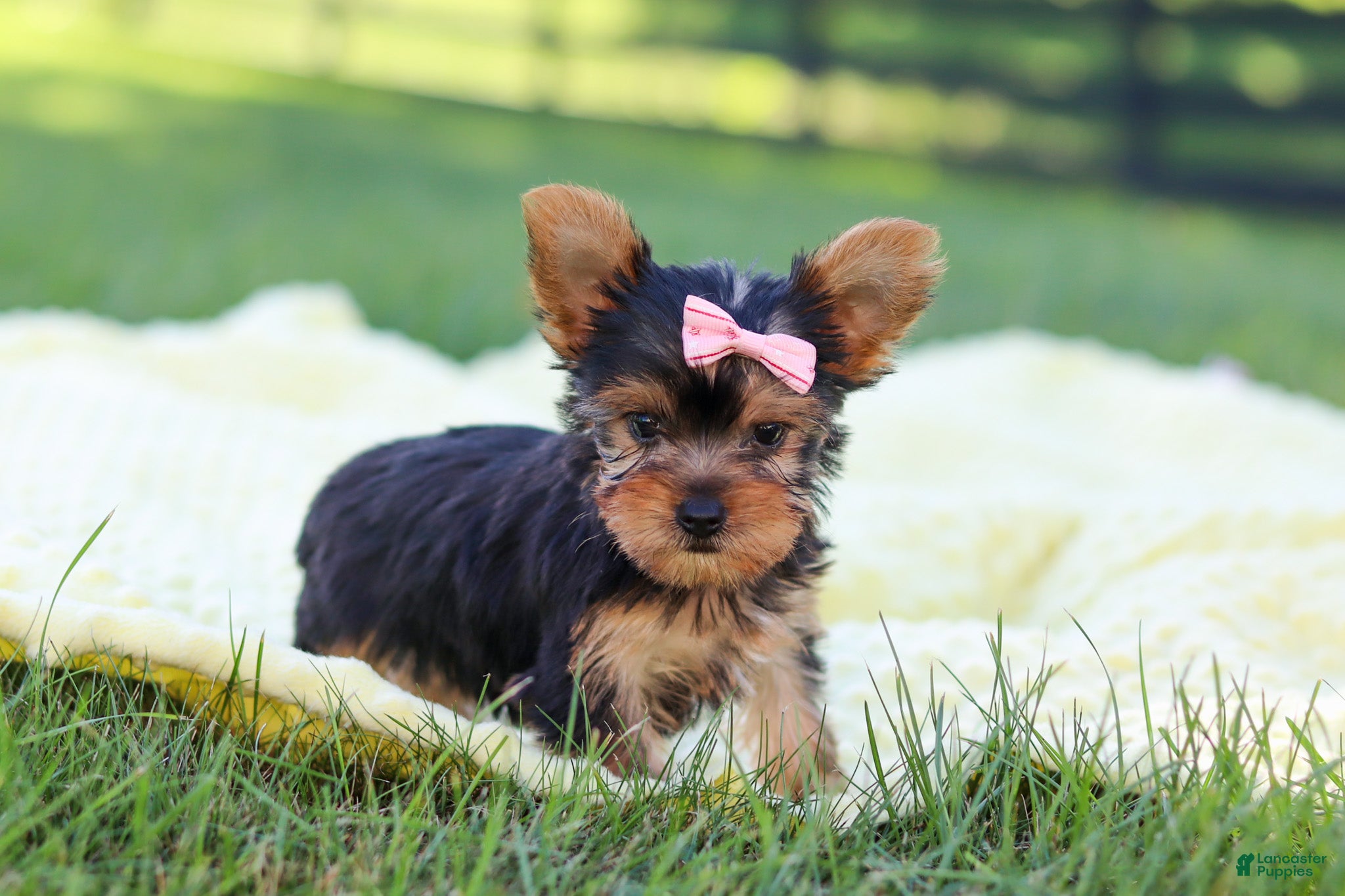 Yorkshire Terrier dogs Macy - Ad 1