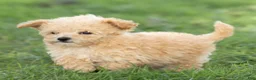 Maltipoo dogs for sale: Teddy Maltipoo  - Ad 3