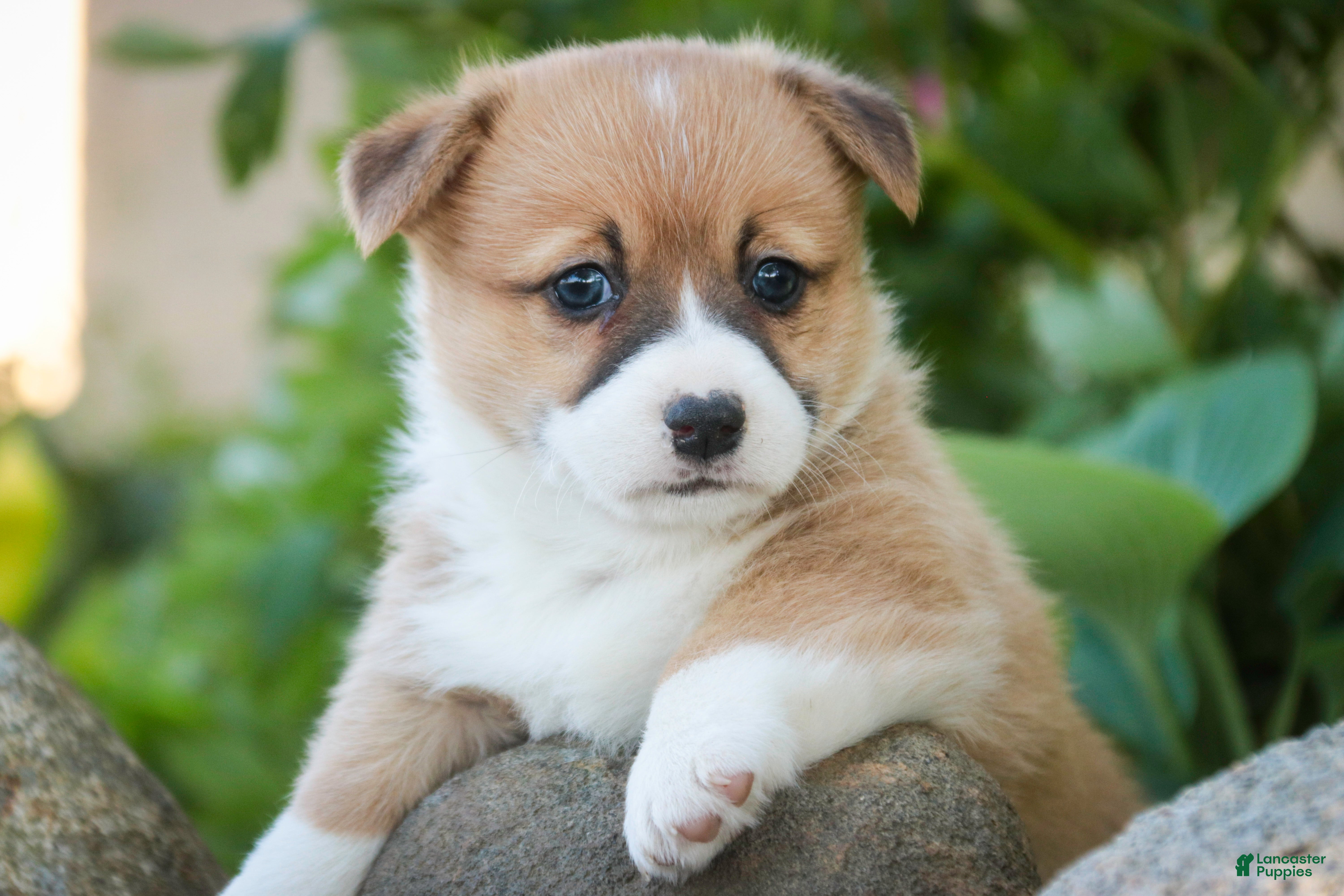 Welsh Corgi Pembroke dogs Rover - Ad 2