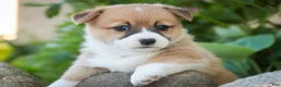 Welsh Corgi Pembroke dogs for sale: Rover - Ad 2