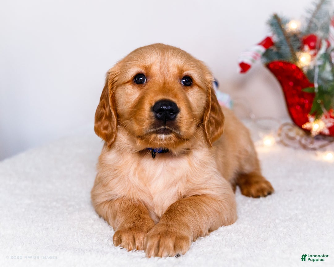 Golden Retriever dogs for sale: Abel - Ad 1