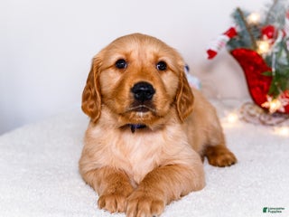 Golden Retriever dogs Abel - Ad 31