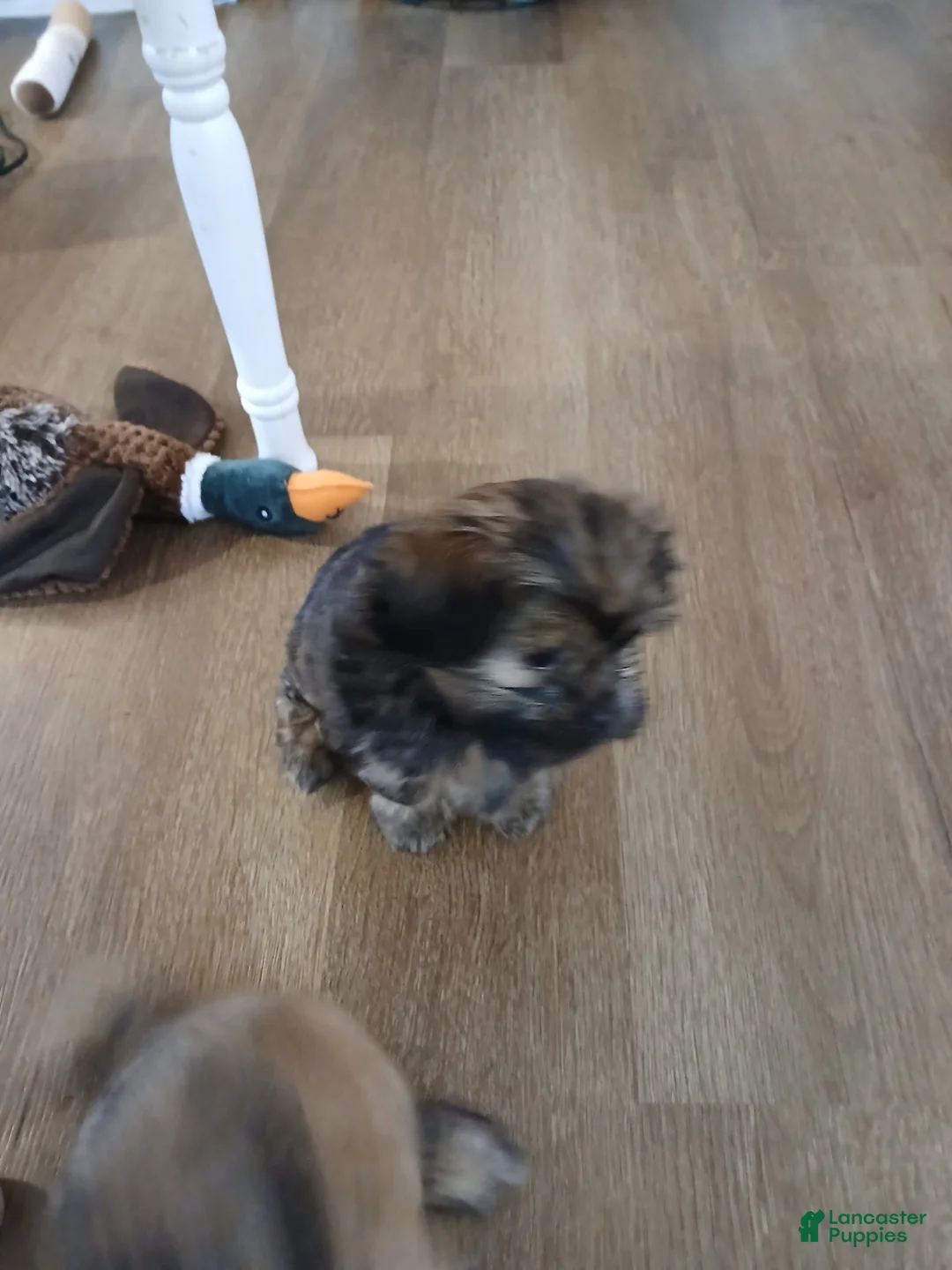 Shorkie dogs for sale: Shorkie Puppy 2 - Ad 2