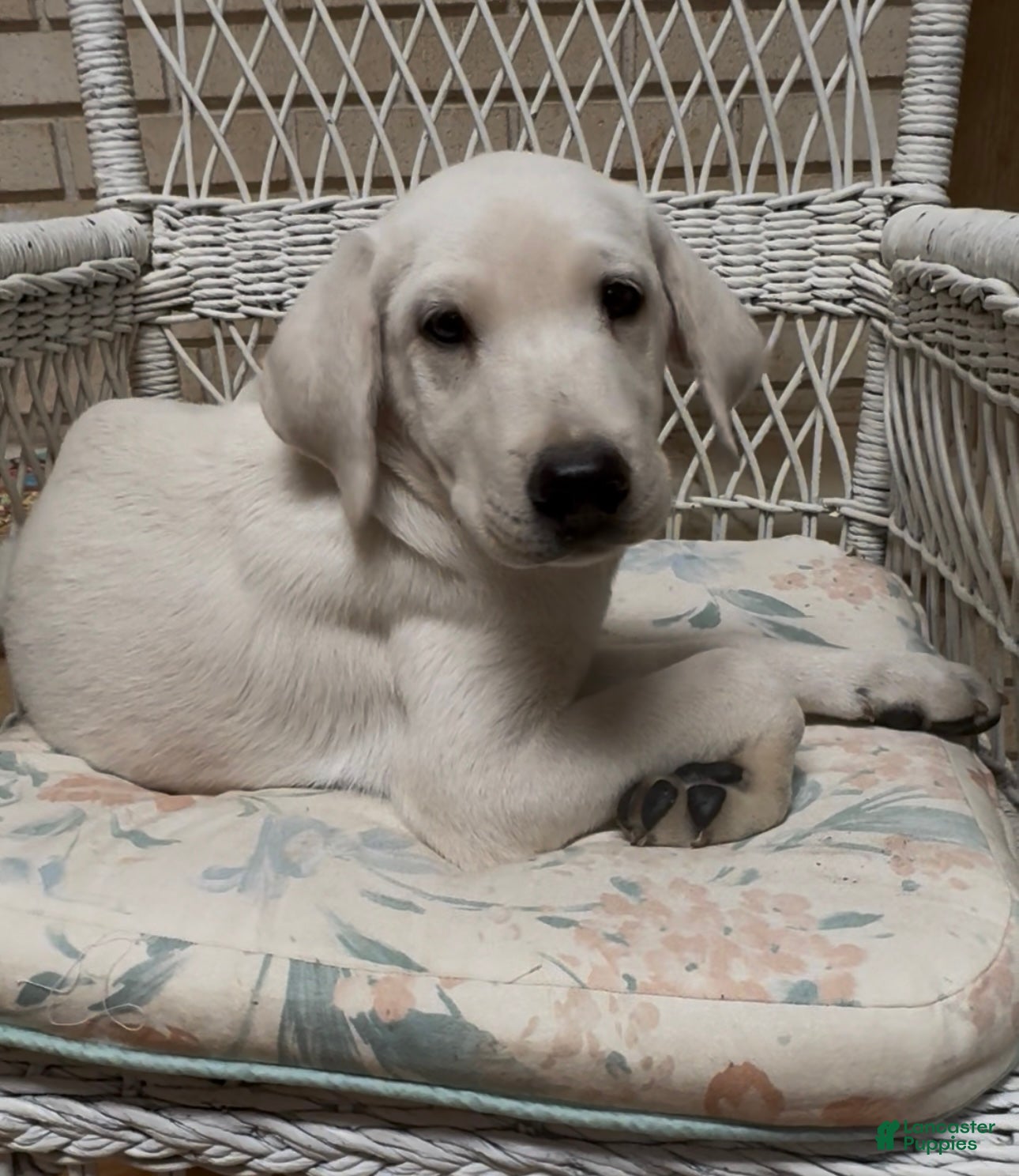 Labrador Retriever dogs for sale: Labrador Retriever Jackie - Ad 10