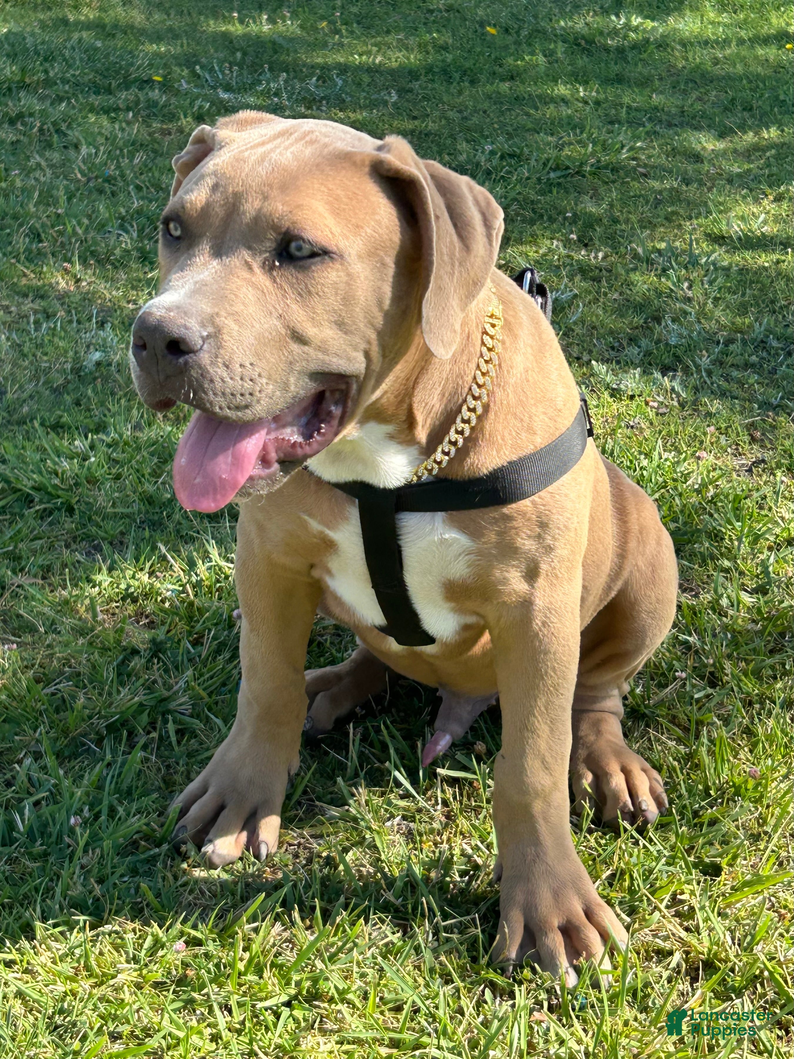 American Bully dogs KANO - Ad 2