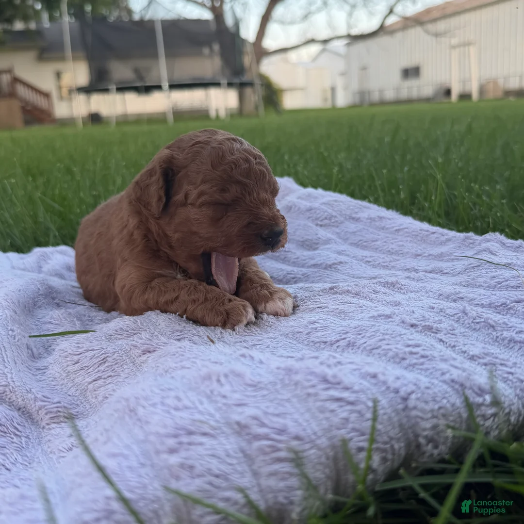 Mini Goldendoodle dogs for sale: Lollipop Mini Goldendoodle  - Ad 2