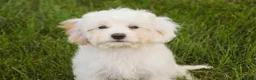 Mixed Breed dogs for sale: Smurf MUNCHKIN BERNEDOODLE - Ad 3