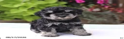 Miniature Schnauzer dogs for sale: Patrick - Ad 5