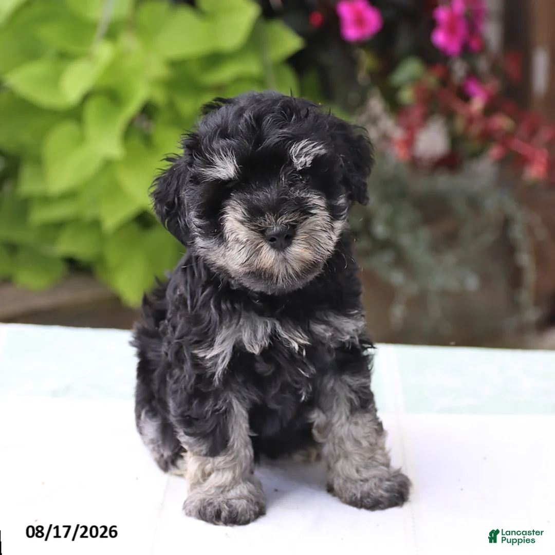 Miniature Schnauzer dogs for sale: Patrick - Ad 5